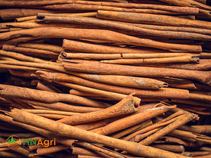 chinese-cinnamon-a-must-have-spice-for-wholesale-buyers-1